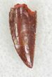 Small Raptor Tooth From Morocco - #23009-1